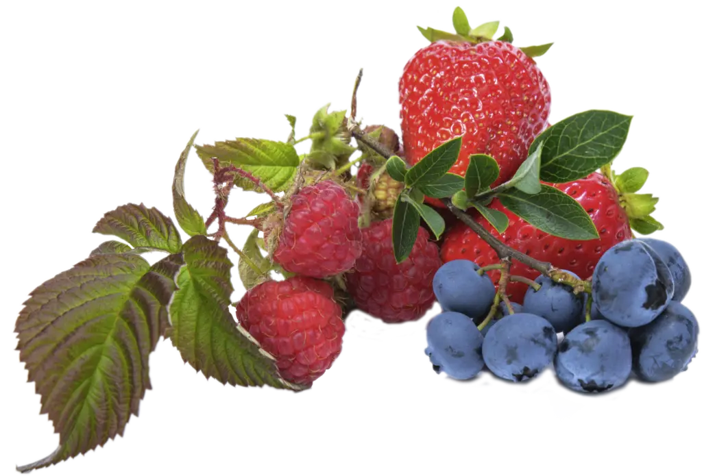 blueberry 539148 1