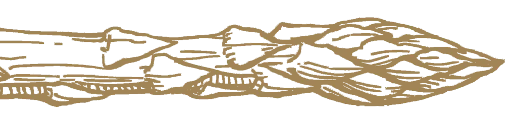Goldene Strichgrafik eines Spargels